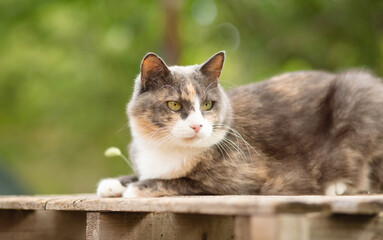 beautiful gray and white cat lying on wooden stand on nature, pet life concept