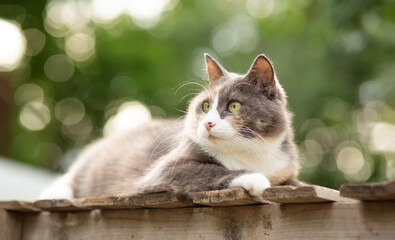 beautiful gray and white cat lying on wooden stand on nature background, pet life concept