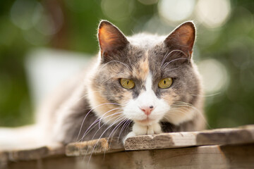 beautiful gray cat laid her head on her paws lying on wooden stand on nature background