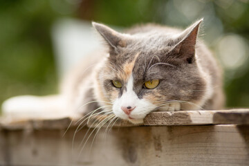 beautiful gray and white cat lying on wooden stand on nature background, pet life concept
