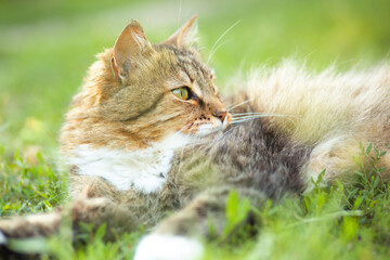 Naklejka na ściany i meble Beautiful red fluffy cat lies on green grasson on nature in countryside yard