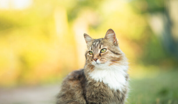 Beautiful red fluffy cat portrait on summer nature background