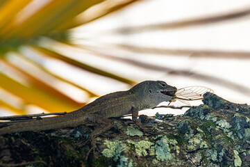 Lizard with a Dragon Snack