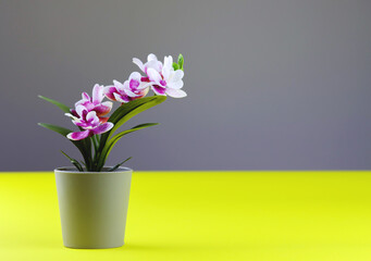 Pink orchid in flower pot on colored yellow grey background. Orchid flower banner with copy space, minimalistic concept. Tropical purple orchid artificial flower in pot on colorful background