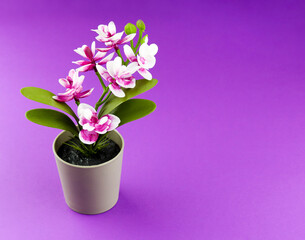 Pink orchid in flower pot on colored purple background. Orchid flower banner with copy space,...