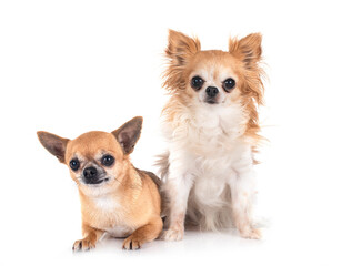 Obraz premium chihuahuas in studio