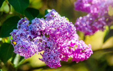 Pink lilac blooms in the Botanical garden