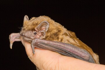 The common noctule bat (Nyctalus noctula) head detail on the hand of man