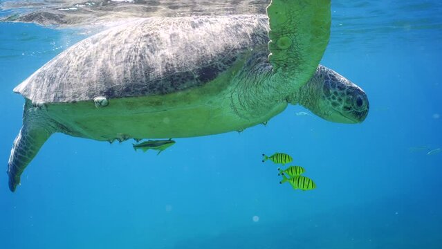Close-up of Great Green Sea Turtle, Chelonia mydas with Golden Trevally fish, Gnathanodon speciosus looks down while resting on surface of blue water and takes breath on sunny day, Slow motion