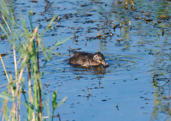 juvenile Blässralle auf dem Wasser bei der Nahrungssuche