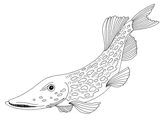 Pike fish graphic black white isolated illustration vector