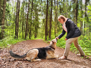The girl or woman trains German Shepherd dog in the spring, summer, and autumn forest. Walk and...