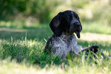 Hunting dog-deutsch kurzhaar