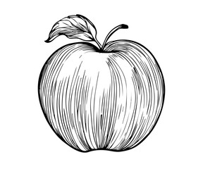 illustration of an apple. apple artwork
