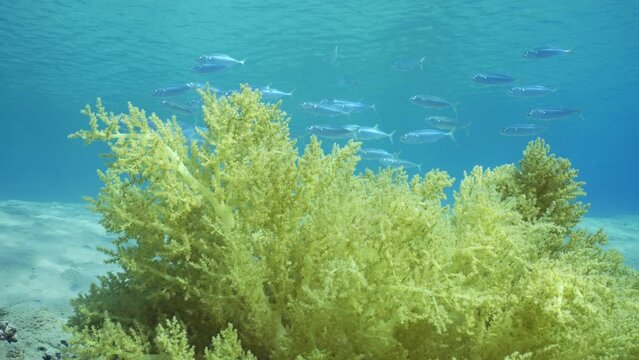 Soft coral Yellow Broccoli or Broccoli coral (Litophyton arboreum) on sandy seabed on sunny day, shoal of mackerel swims in background, Slow motion, Camera moving forwards approaching coral