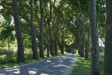 alley in the park
