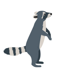 Gray Raccoon standing on hind lags. Wild Animal with striped fluffy tail. Wild mammal forest raccoon. Vector illustration isolated on white background.