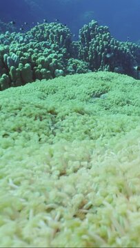 Vertical video, Camera moves forward over large Flowerpot coral or Anemone coral (Goniopora columna) colony in coral garden, Slow motion