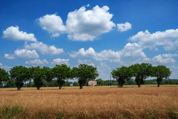 Cultivated fields near Voghera, Italy, at June