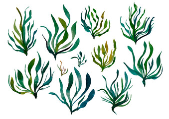 Watercolor algae pattern on a white background