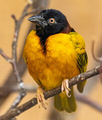 Close-up view of a male Village weaver (Ploceus cucullatus)