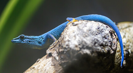 Close-up view of a male Turquoise dwarf gecko (Lygodactylus williamsi)