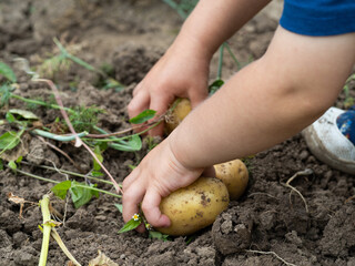 Child's hands picking a raw potato close-up