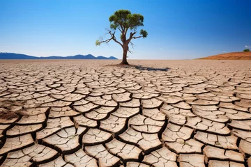 Fototapeten Isolated tree in drought land, dry soil ground in desert with cracked mud in arid landscape. Shortage of water, climate change, global warming concept, no people. © Sunday Cat Studio