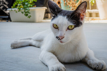 猫
