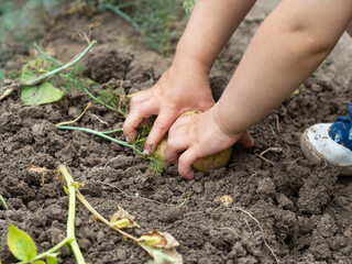 Child's hands picking a raw potato close-up