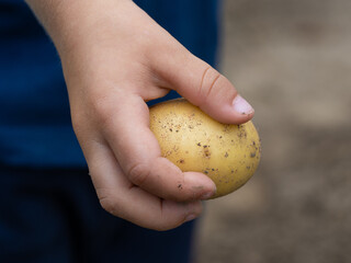 Child's hand holding a raw potato close-up