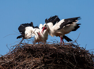 Close-up of a family of storks sitting in a nest, flapping their wings and tapping their beaks as...