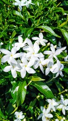 Beautiful clean white flowers with green leaves in the background bloom in the park. wallpaper, background picture,