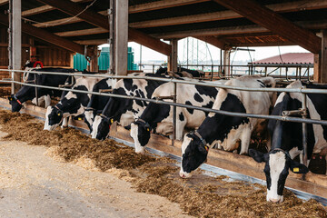 Calf cow in cage, caring on bio farm farming, feed hay grass silage pets, dairy cattle breeds, cowshed feeding. Fleckvieh breed, happy dairy cows of sustainable development. Suitable for both milk © andreiko