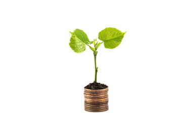Fototapeta na wymiar A young sprout with green leaves and a column of coins on a white background