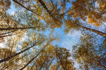 Passenger plane and reversible trail in the sky over autumn forest