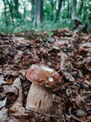 mushroom