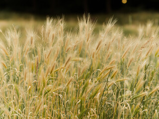 Fototapeta premium plants grown wild on the field