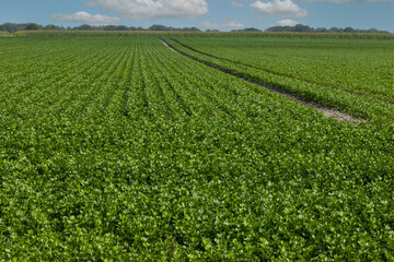 Fototapeta na wymiar Field of celery. Vegetables. Farming. Es Uffelte Drenthe Netherlands. 