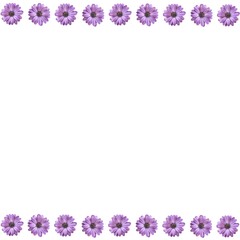 picture with a white backdrop and purple flowers