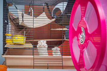 Funny curious white rats looking out of a cage
