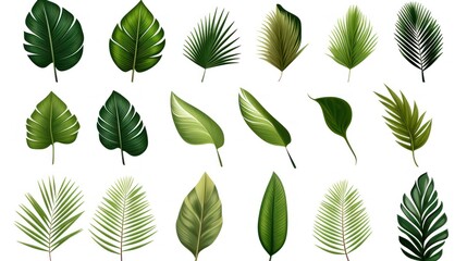 Fototapeta na wymiar vintage palm leaves, nature botanical decorative collection. Vector illustration isolated collection tropical leaf set