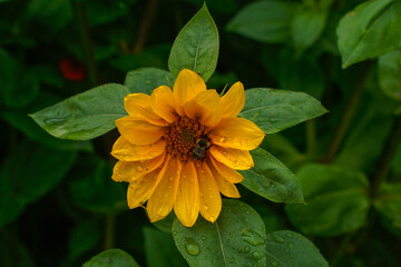 Small gold lite sunflower with a bee on it.