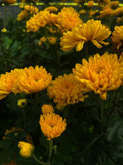 yellow chrysanthemum flowers
