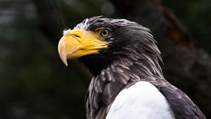 Portrait of a Steller's Sea Eagle