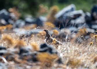European rock partridge in natural conditions in the steppe zone of the island of Crete in summer