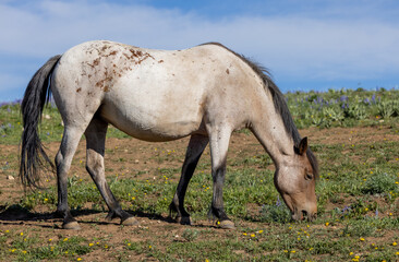 Naklejka premium Wild Horse in the Pryor Mountains Wild Horse Range Montana in Summer
