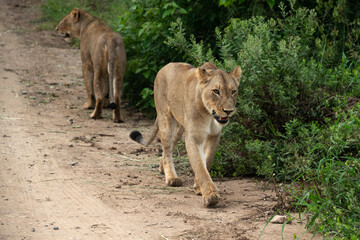 lion, femelle, lionne, Panthera leo, Afrique