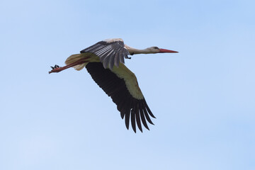 Cigogne blanche,. Ciconia ciconia, White Stork