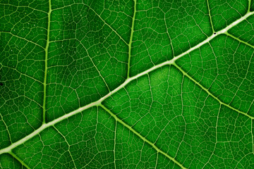 Green leaf texture closeup background, macro photo